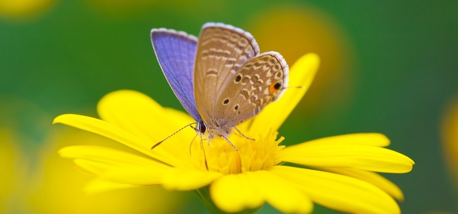 butterfly on a flower
